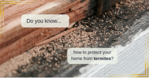 Florida home termite prevention