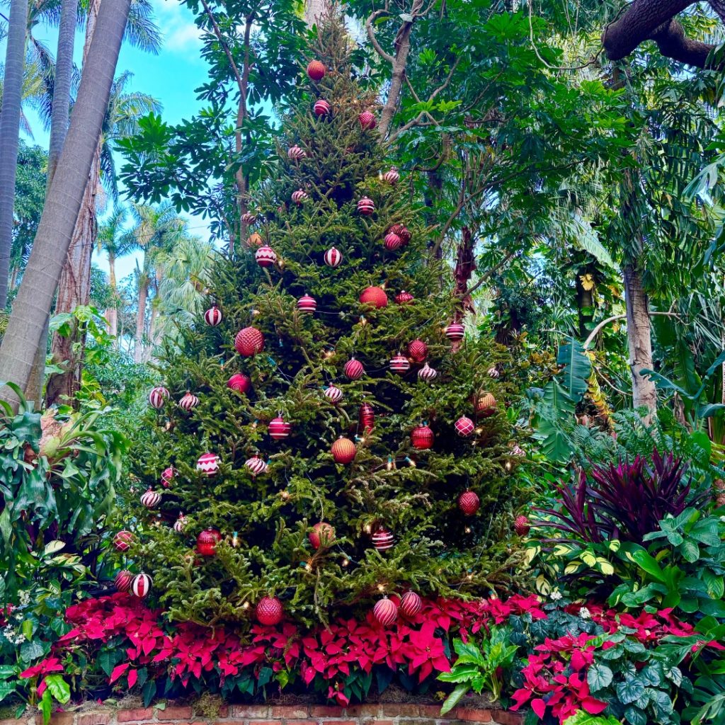 Christmas Tree at Sunken Gardens in St Pete FL